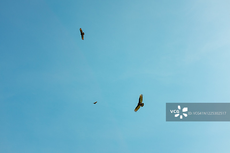 在玻利维亚拉巴斯Choro路上空盘旋的美洲鹫图片素材