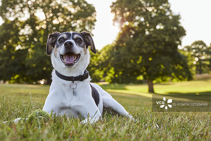 快乐的年轻猎狐梗犬平视镜头图片素材