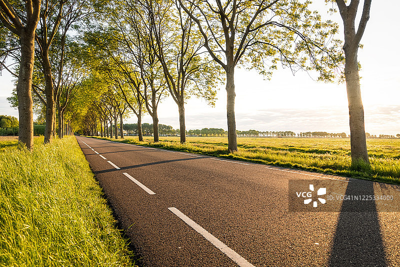 日落时分，林荫道上的影子图片素材