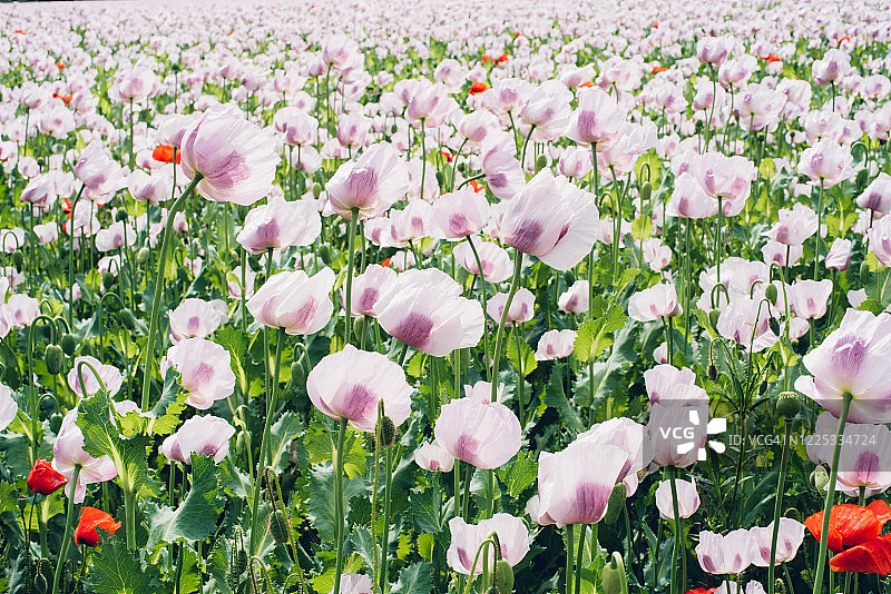 春天盛开的罂粟花田图片素材