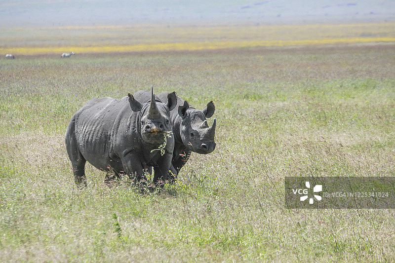 野生犀牛图片素材