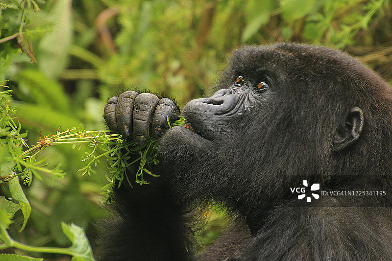 野外山区大猩猩图片素材