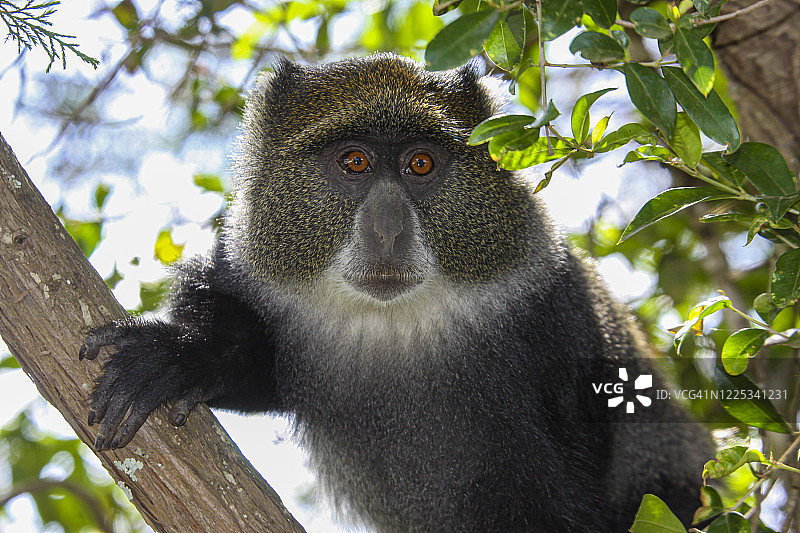 白喉长尾猴图片素材