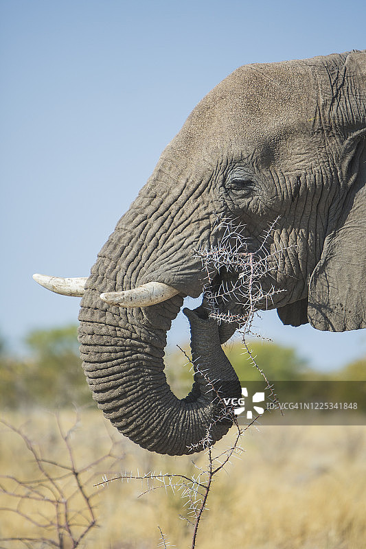 大象头部图片素材