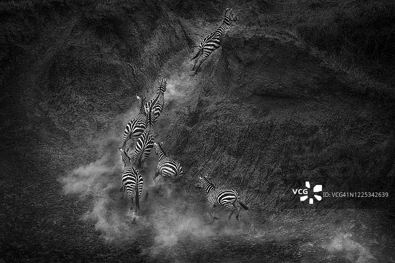 奔跑的斑马群图片素材