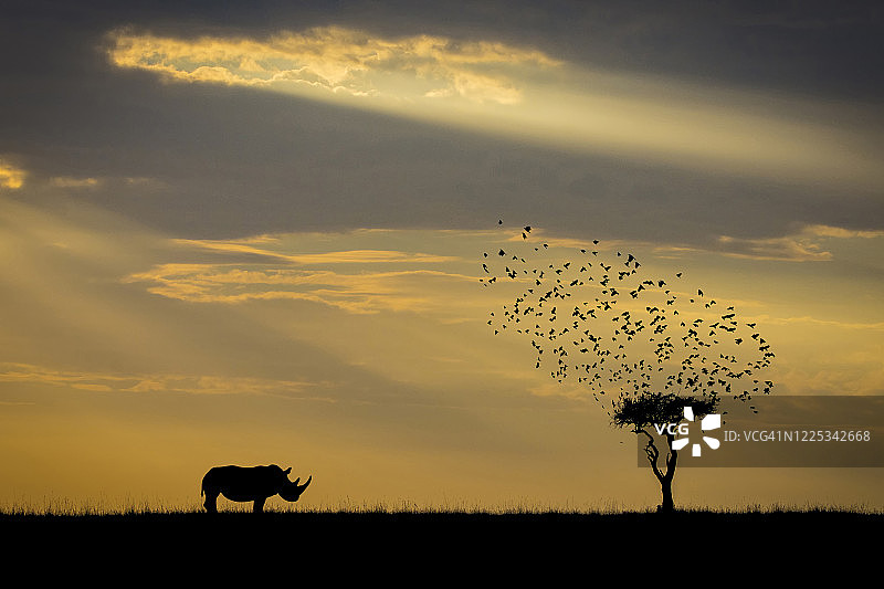 犀牛轮廓图片素材