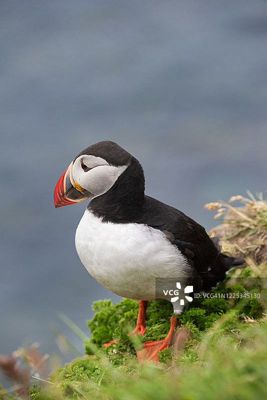 夏季的海鹦图片素材
