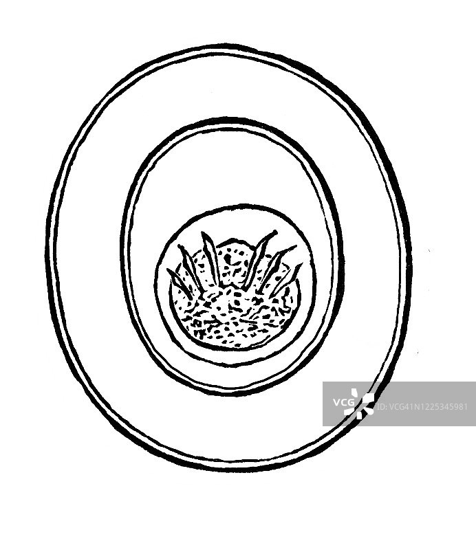 绦虫卵古董版画插图：软体动物和棘头虫图片素材