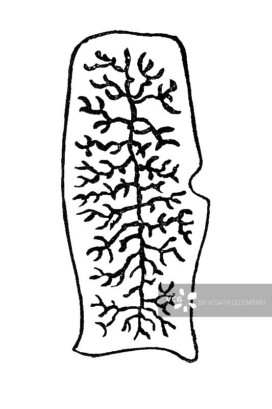 普通绦虫（猪肉绦虫）的节段的古老雕刻插图 - 软体动物和Scolecida图片素材