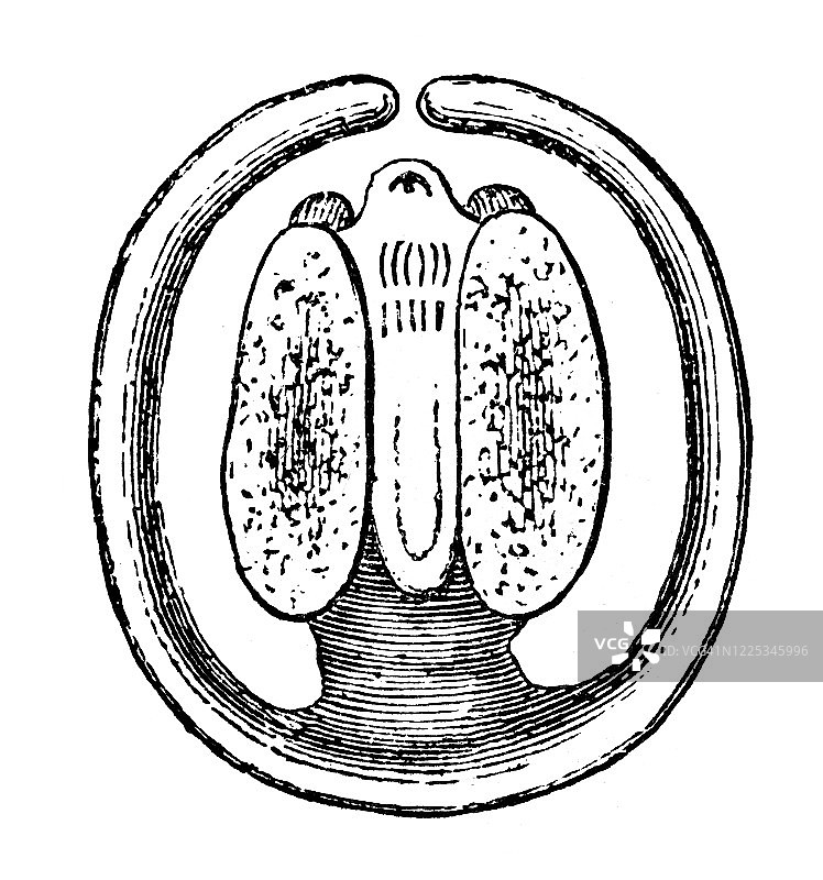 黑蜗牛肺腔内的绦虫雕刻插图图片素材