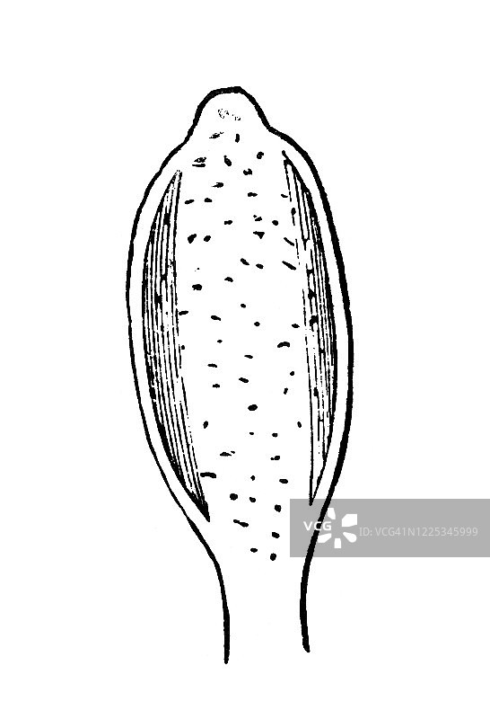头黑绦虫 - 软体动物和棘头虫古老版画插图图片素材