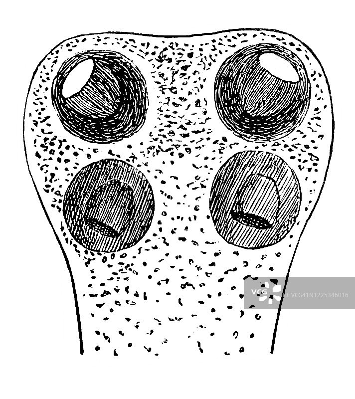 常见绦虫头部古老雕刻插图图片素材