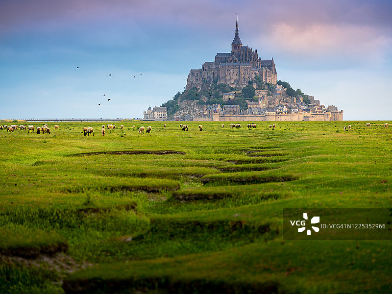 在法国诺曼底吃草的羊群图片素材