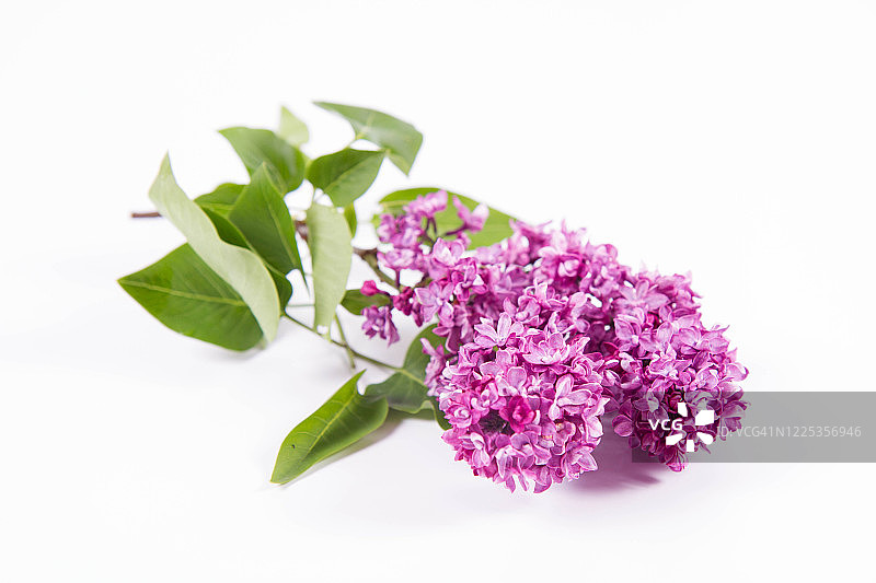 白色背景上的淡紫色图片素材