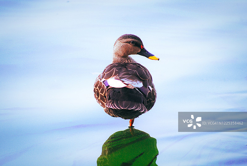 印度斑嘴鸭图片素材