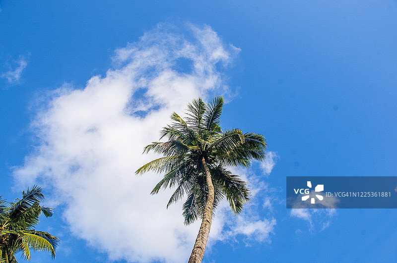 印度喀拉拉邦蓝天下椰子树图片素材