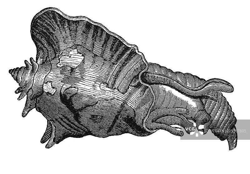海螺与蠕形动物古老雕刻插图图片素材