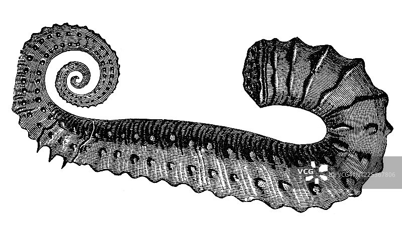 Ancyloceras和Scolecida复古雕刻插图图片素材