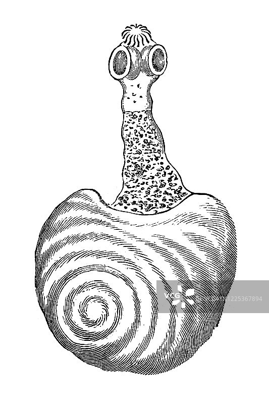 细颈包虫、膀胱蠕虫古老雕刻插图图片素材