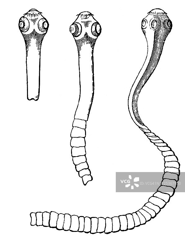 不同阶段的狗肠道绦虫 - 软体动物和 Scolicida 的古老雕刻插图图片素材