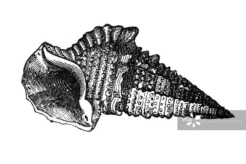 蜒螺海蜗牛软体动物古老雕刻插图图片素材