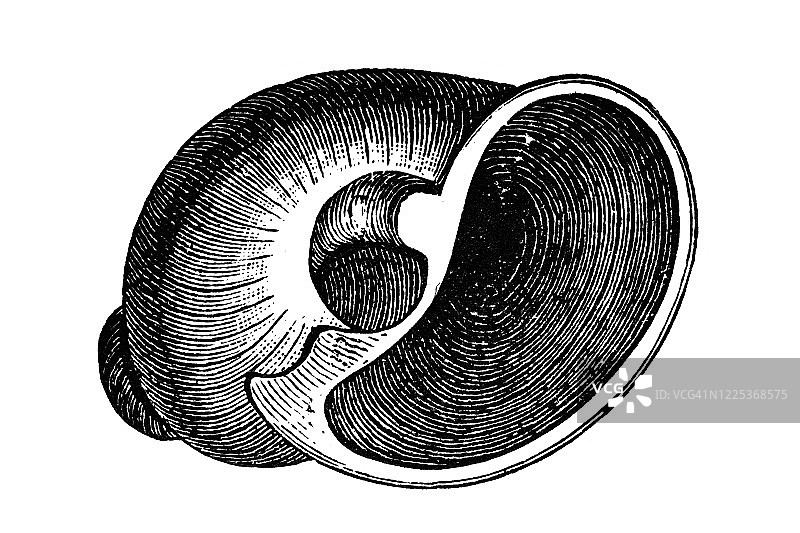玉螺 - 软体动物和管虫的古老雕刻插图图片素材