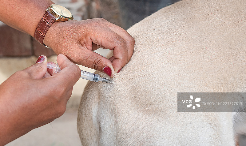 兽医用注射器给拉布拉多犬注射的局部照片图片素材