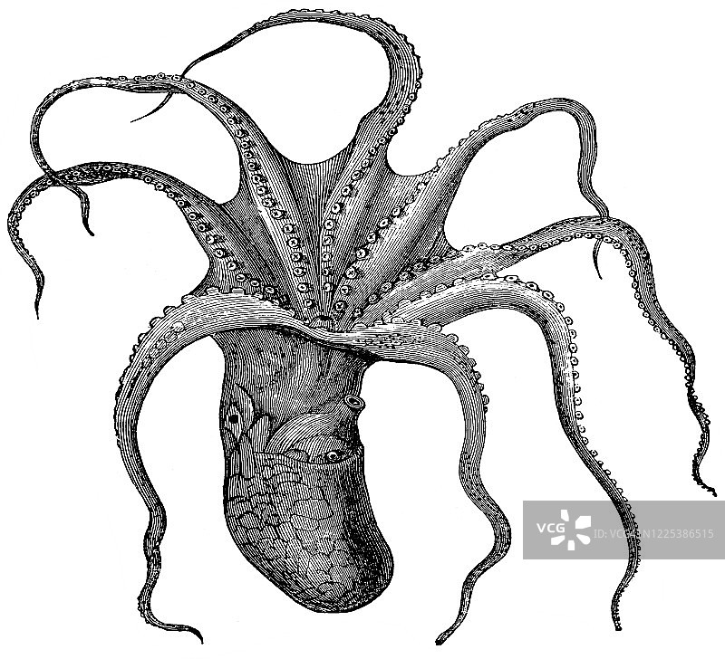 麝香乌贼-软体动物和 Scolicida的旧版雕刻插图图片素材
