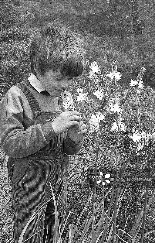 男孩欣赏白色水仙，1984年图片素材