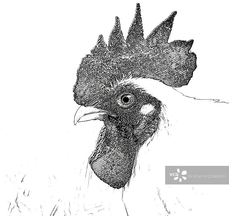 黑白公鸡面部特写图片素材