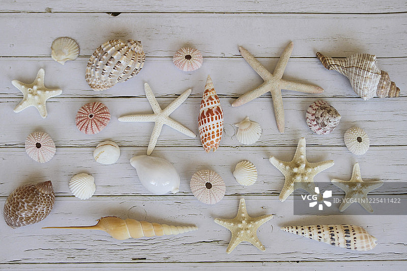 贝壳与海星背景，留白区域图片素材