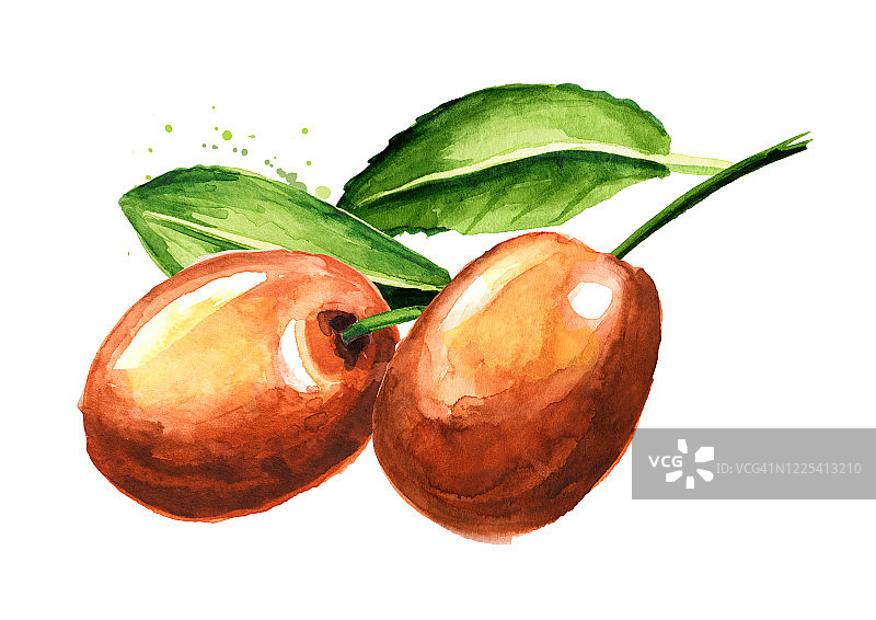 鲜枣树枝水彩插画图片素材