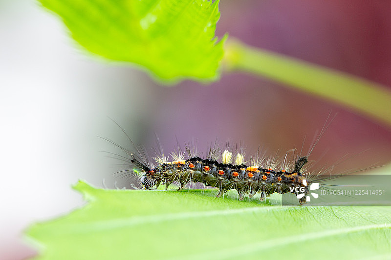舞毒蛾图片素材
