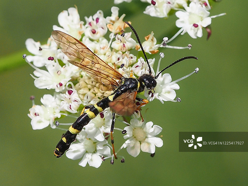 茎蜂图片素材