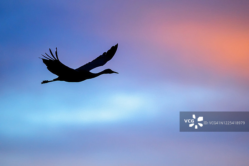 新墨西哥州博斯克德尔阿帕奇国家野生动物保护区日落时飞行中的沙丘鹤剪影图片素材