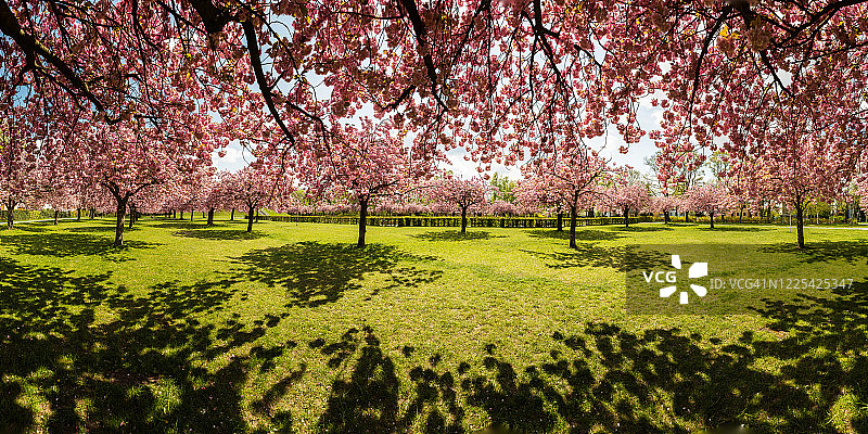 樱花树全景（德国）图片素材