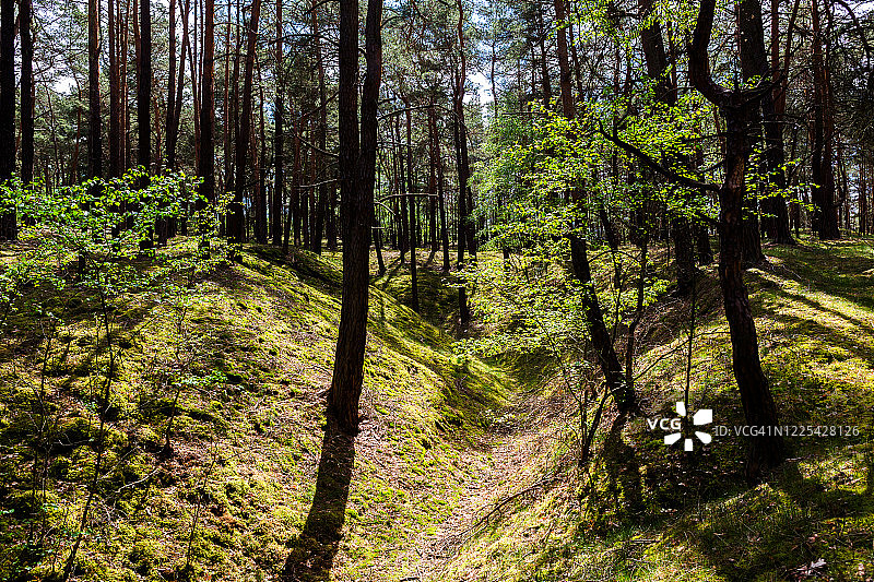 德国森林图片素材