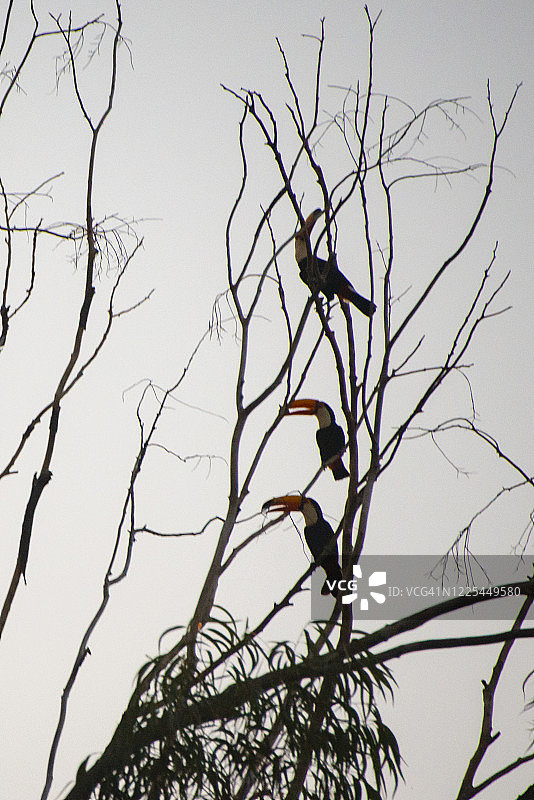 树上的大嘴鸟图片素材