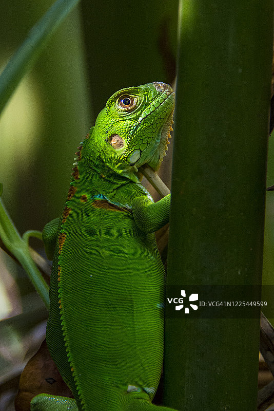 植被中的蜥蜴图片素材