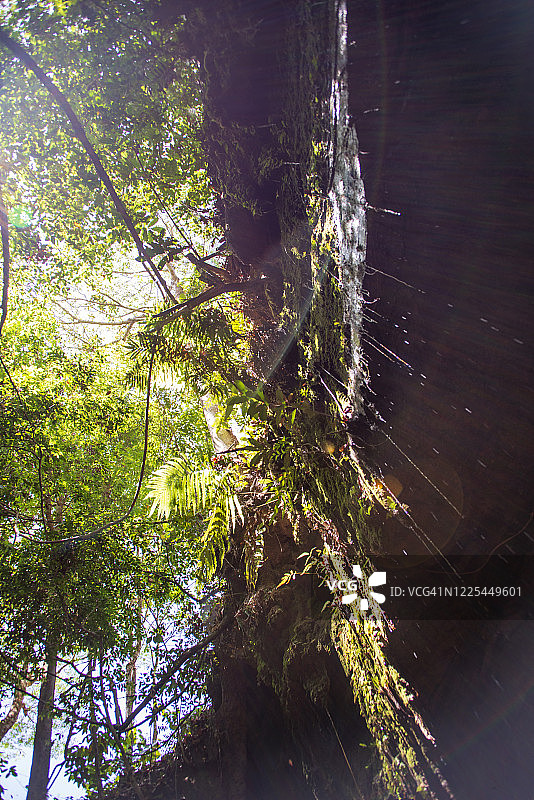 峡谷顶端的树木图片素材
