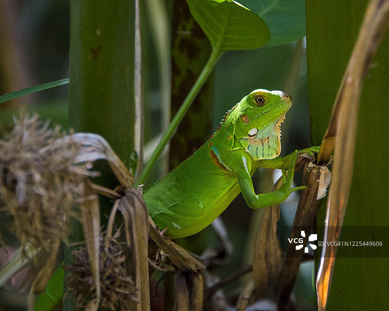 植被中的蜥蜴图片素材