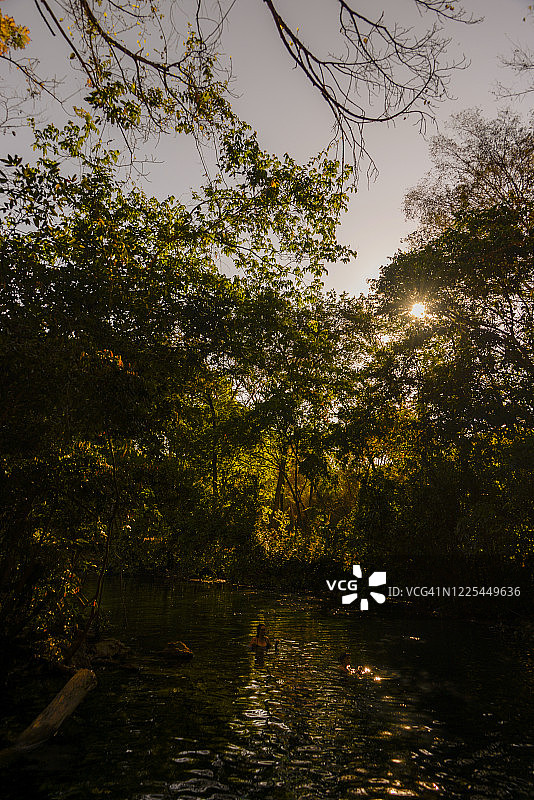 阳光穿过树林照耀在河流上图片素材