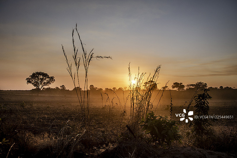 树叶间的阳光图片素材