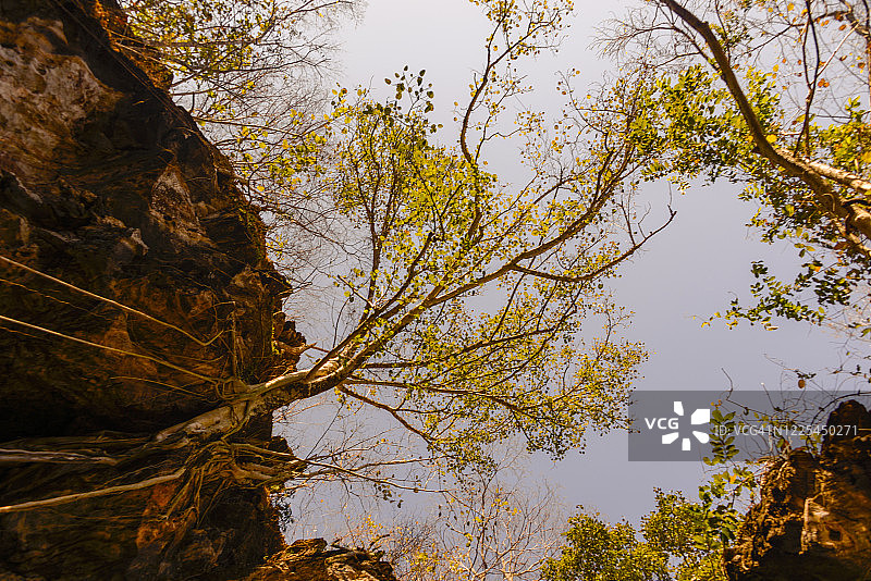 峡谷顶端的树木图片素材