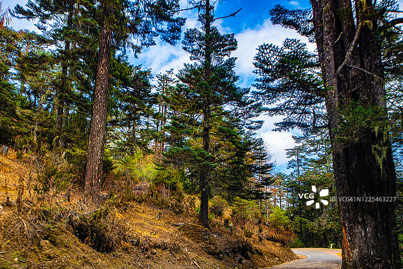 不丹森林中的山路图片素材