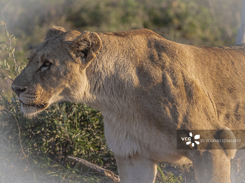 正在潜行的母狮肖像图片素材