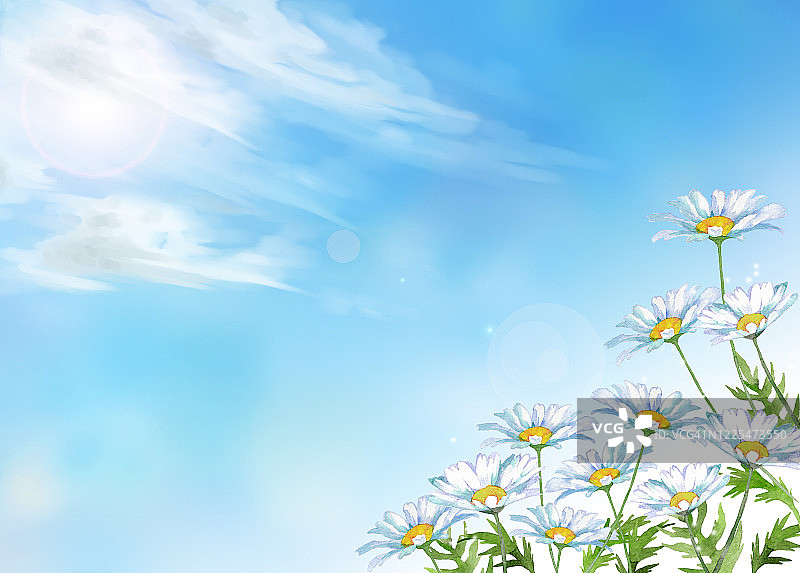 白色雏菊花田图片素材