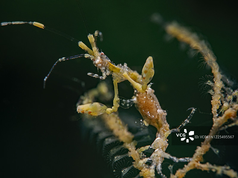 黄色骨骼虾图片素材