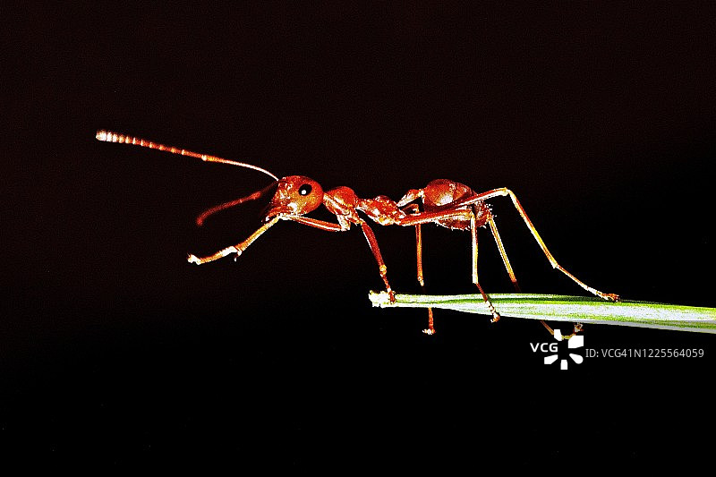 树枝尖端的蚂蚁图片素材