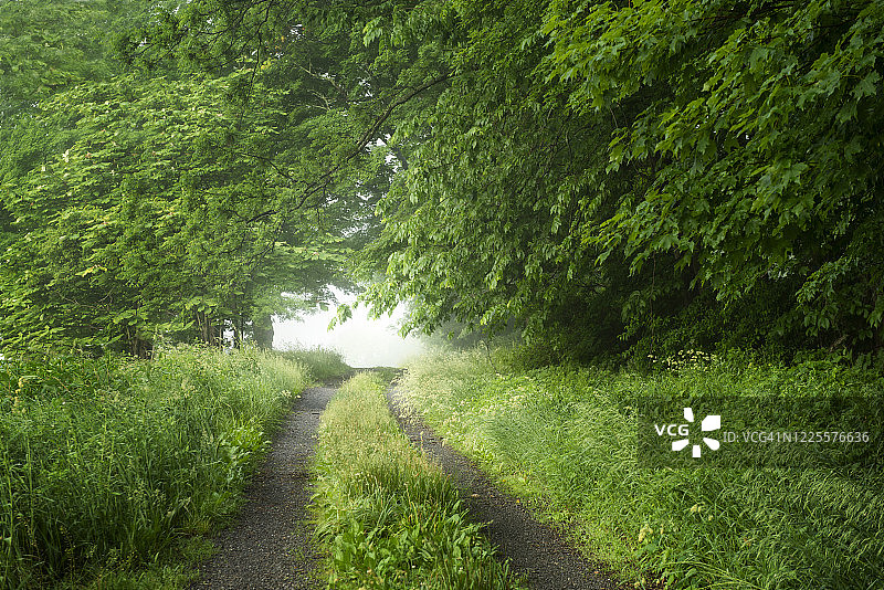 笼罩在春季绿色植物中的雾蒙蒙的农场道路图片素材